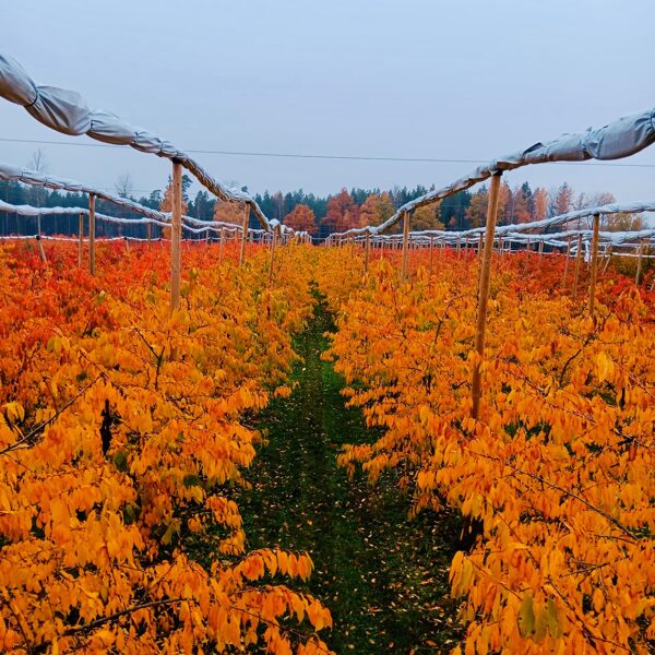 Nāk rudens izgleznot...