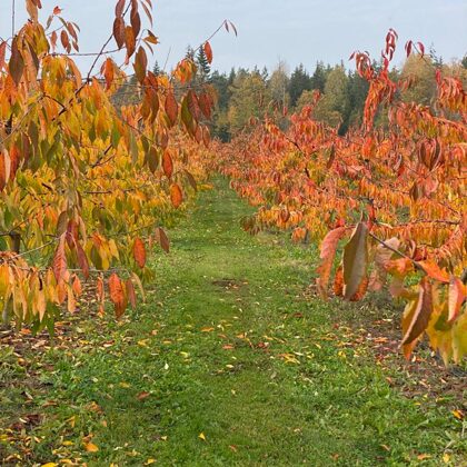 Rudens lapbire