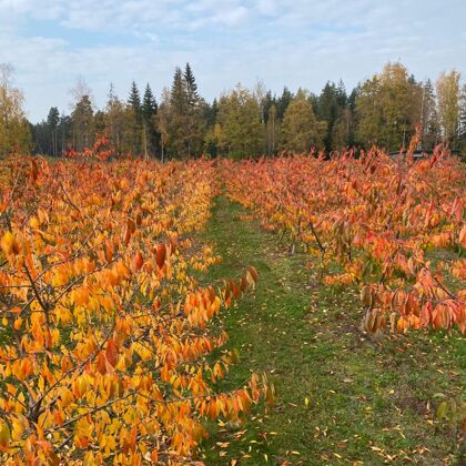 Rudens skaistums