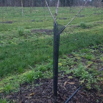 Stumbra aizsardzība pret zaķa bojājumiem