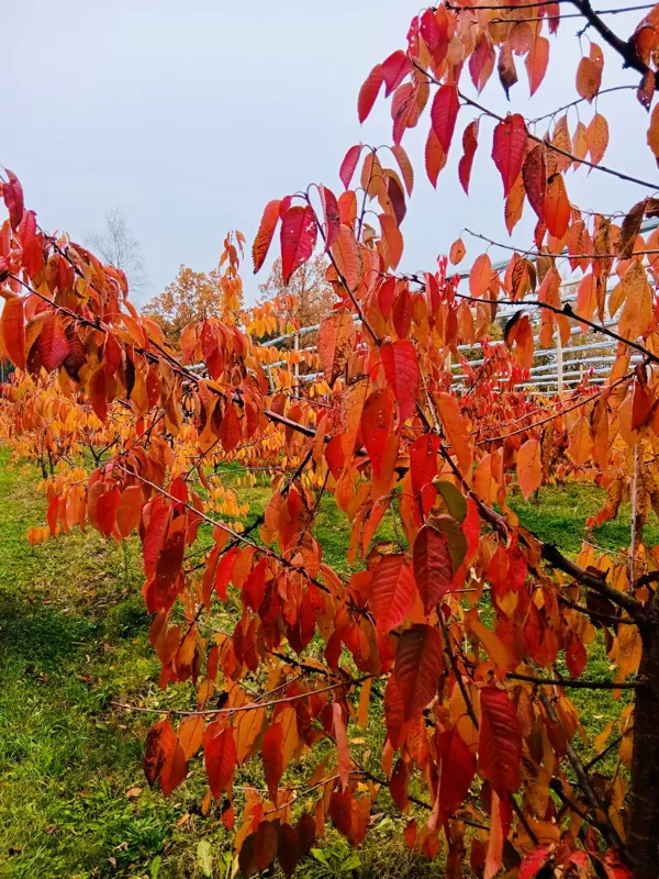 Rudens