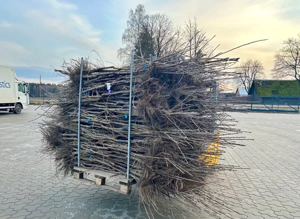 Šādi pie mums ierodas stādi
