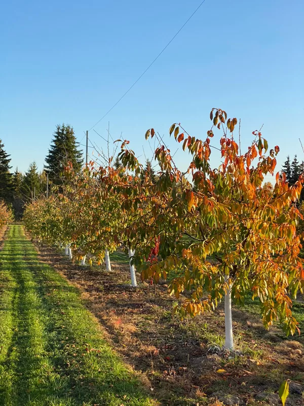RUDENS