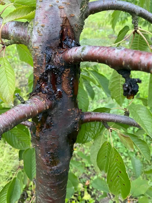 Koka stumbra un pumpura bojājumi no slimibām