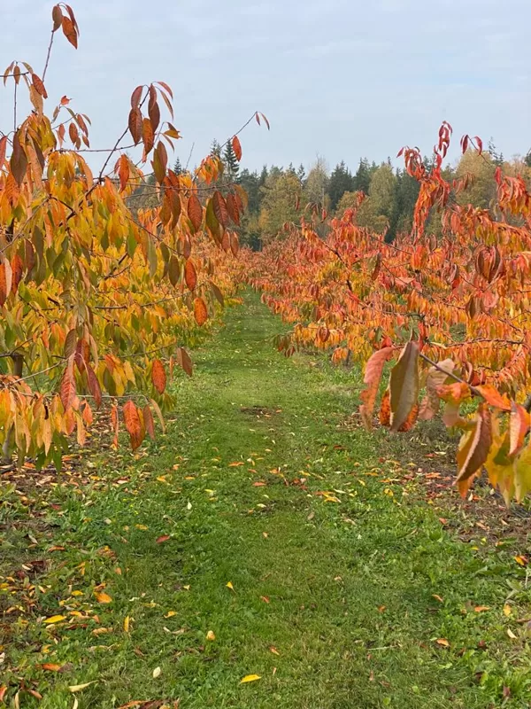 Rudens lapbire