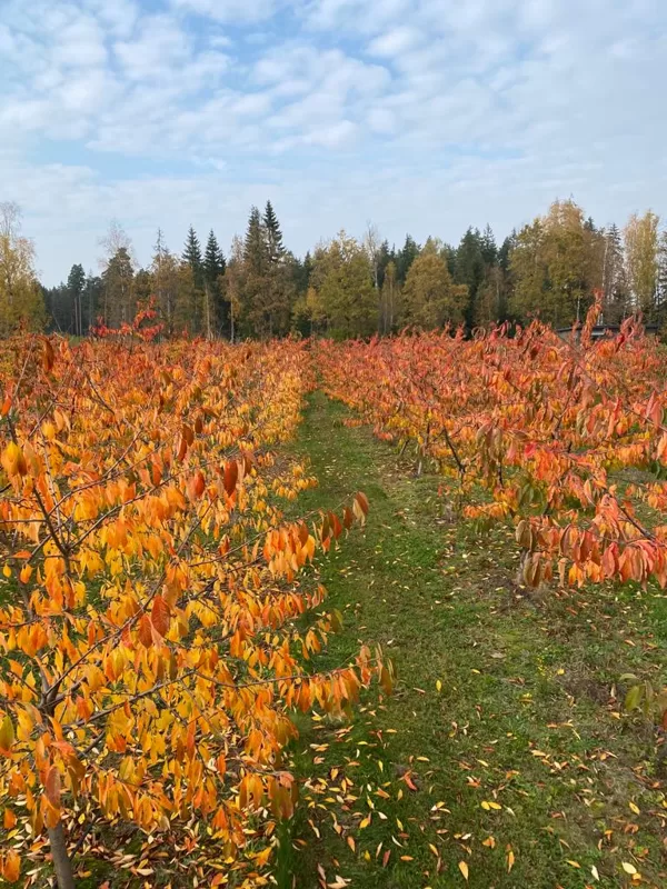 Rudens skaistums