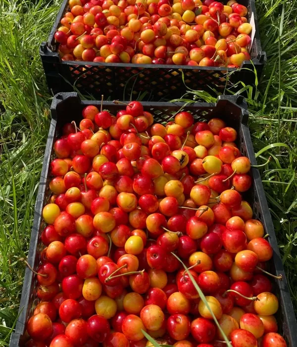 Gatavā produkcija - šķirne Doņeckij