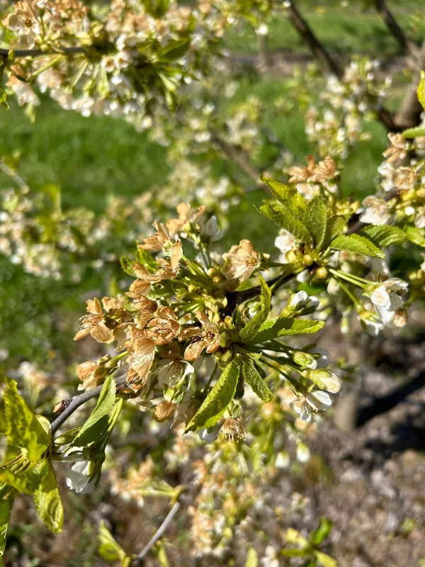 Plaši salnas bojājumi, agrais ķirsis Paula