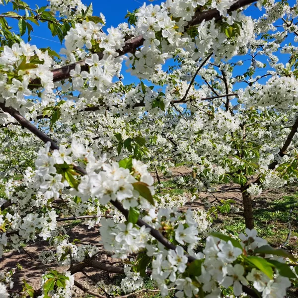 Pilnzieds
