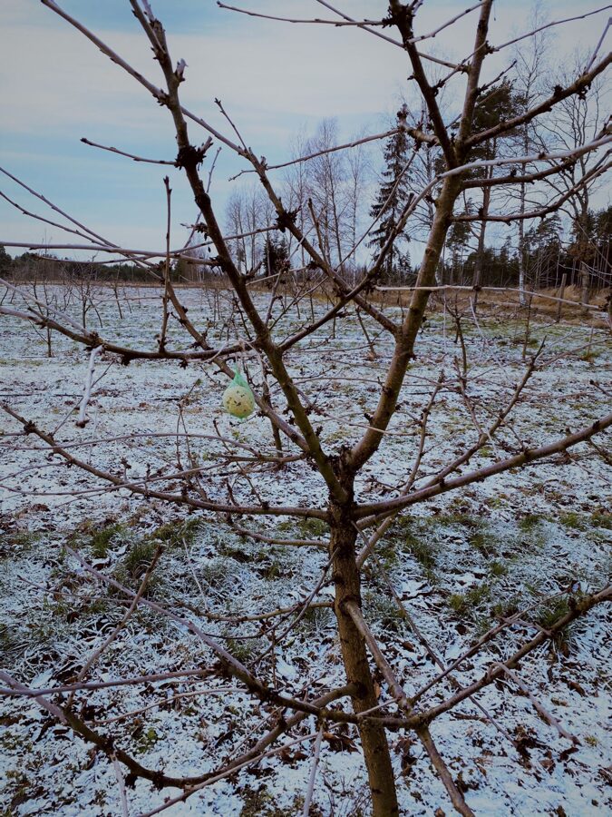 Vēls rudens - Jaunumi - botanicus.lv